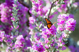 Purple Sage Queen Butterfly