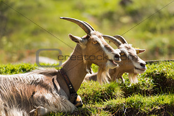 Goats on the Green Grass