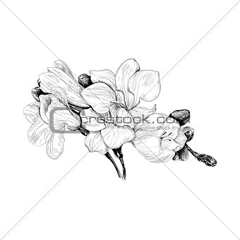 freesia flower sketch