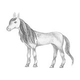 Hand drawn horse, pencil drawing of mare