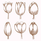 Hand drawn tulips at different stages of growth