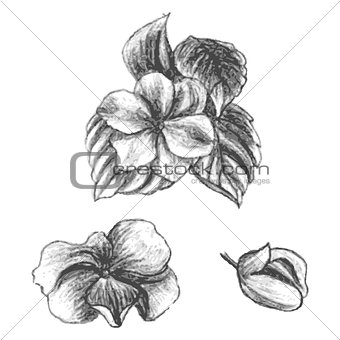 Hand drawn balsams at different stages of growth, impatiens