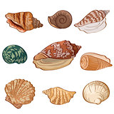 Set seashells. Vector