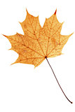 Beautiful golden maple leaf  