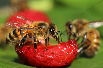 Bees eating fruit