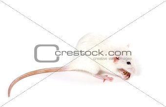 White fancy rat eating piece of bread