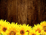 Wooden texture and border with yellow sunflowers