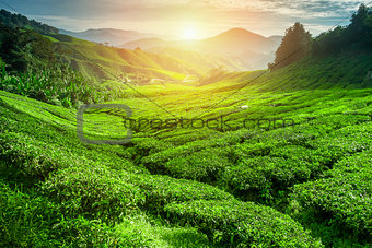 Tea plantation lanscape