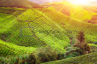 Tea plantation. Natural lanscape