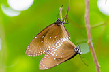 Black Kaiser butterfly ( Penthema binghami )