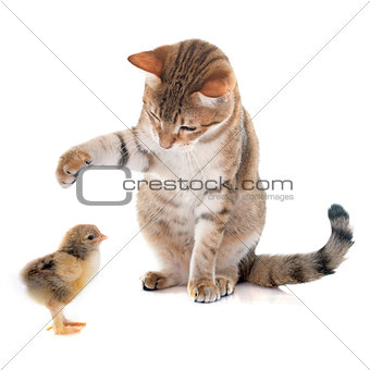 tabby cat and chick