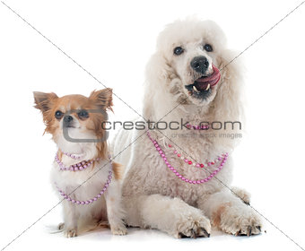 standard poodle and chihuahua