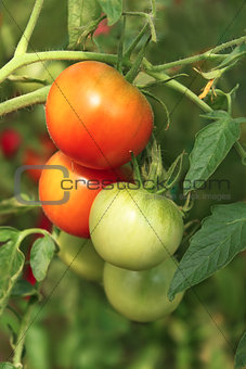 Bunch of ripening tomatoes