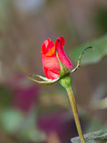 Red rose flower 
