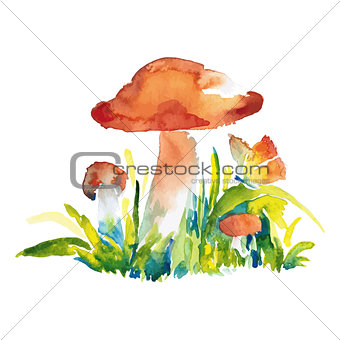 watercolor illustration of mushrooms
