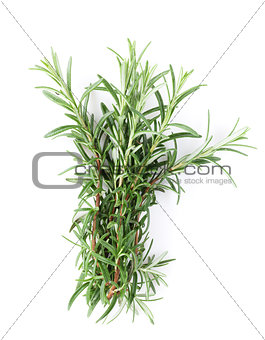 Fresh garden herbs. Rosemary