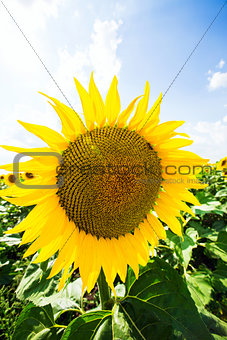 sunflower with blue sky and sky. Summer landscape
