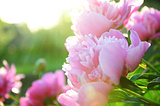 Peony flower blossoming in sun rays