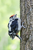 Little woodpecker