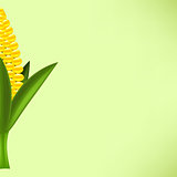 Yellow Cob Corn