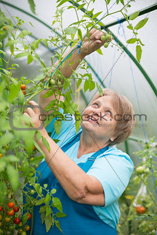 Senior pensioner woman in greenhouse with tomato
