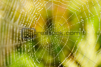 Spider Web with droplets