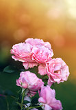 background pink roses