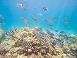 Shoal of sergeant major damselfish on coral reef