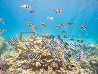 Shoal of sergeant major damselfish on coral reef