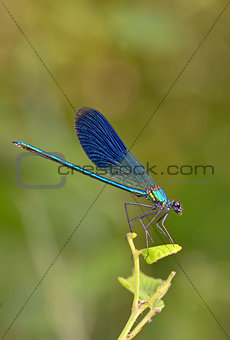 dragonfly in forest