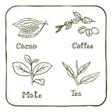 Various herbals - coffee, mate, cacao and tea
