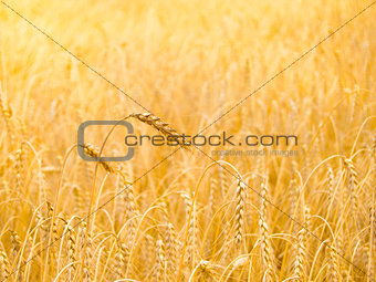 Golden Ripe Wheat Background. Close-up of Ripe Wheat Ears