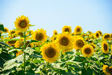 Field of Beautiful Bright Sunflowers Against the Blue Sky