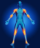 3D male medical figure with joints highlighted