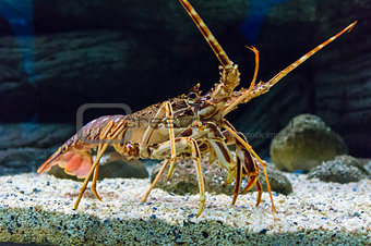 Colourful Tropical Rock lobster under water