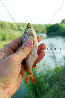rudd caught in the fishing