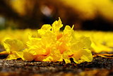 Yellow tabebuia, Trumpet flower