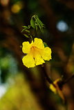 Yellow tabebuia, Trumpet flower