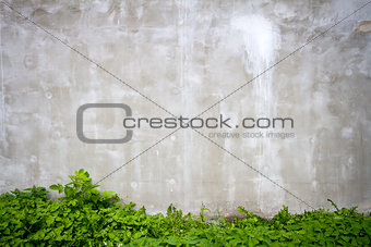 Gray wall and grass