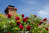 Red roses at a roof