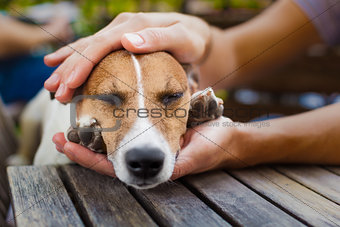 owner petting dog