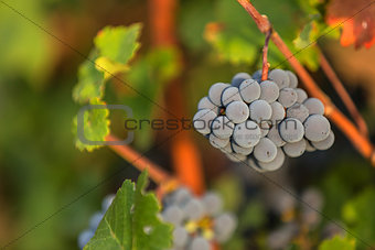Cabernet red grapes