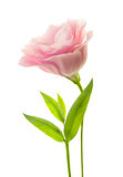 Fresh pink eustoma with green leaves isolated on white