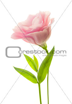 Fresh pink eustoma with green leaves isolated on white