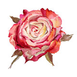Watercolor flower. Rose