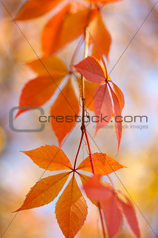 Amazing Colorful Autumn leaves background, vertical background