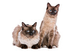 Couple of Ragdoll cats