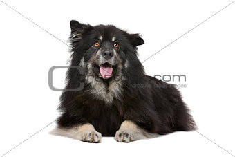 Finnish Lapphund in front of a white background