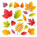Set of Colorful Autumn Leaves