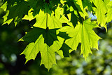 Young Maple leaves